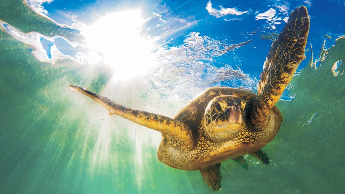 Tartaruga Caretta caretta nei mari dell'isola d'Elba. Limportanza della conservazione della biodiversità