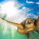 Tartaruga Caretta caretta nei mari dell'isola d'Elba. Limportanza della conservazione della biodiversità