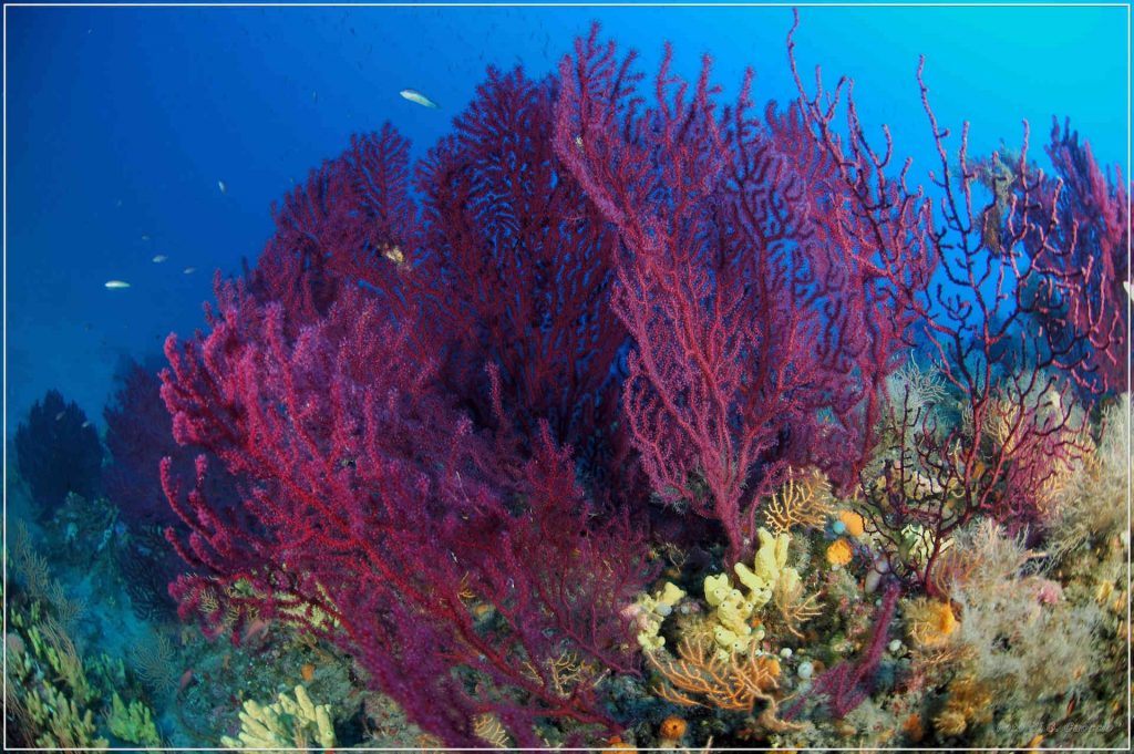 Sport, diving, Isola d'Elba, Arcipelago Toscano