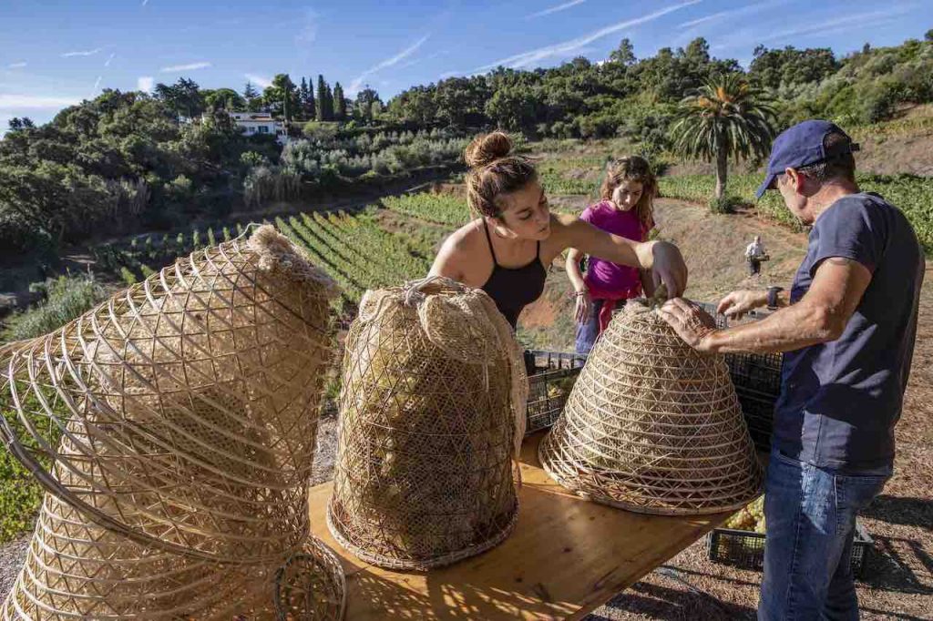 Enogastronomia Isola d'Elba