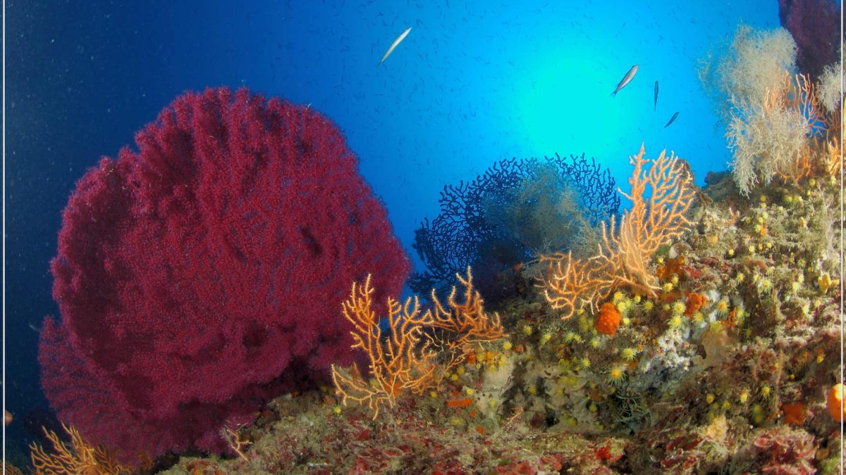 Sport, diving, Isola d'Elba, Arcipelago Toscano