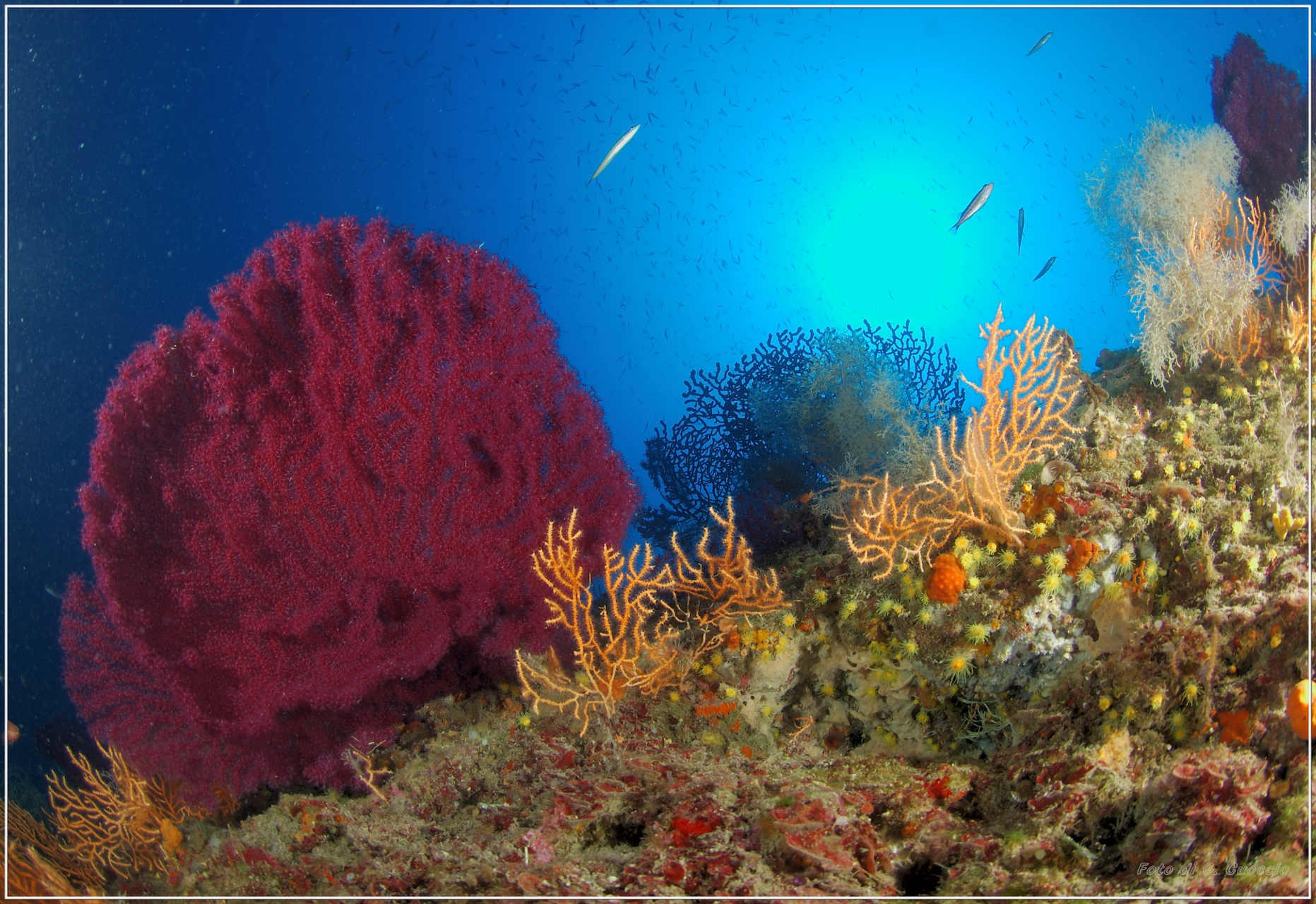 Sport, diving, Isola d'Elba, Arcipelago Toscano