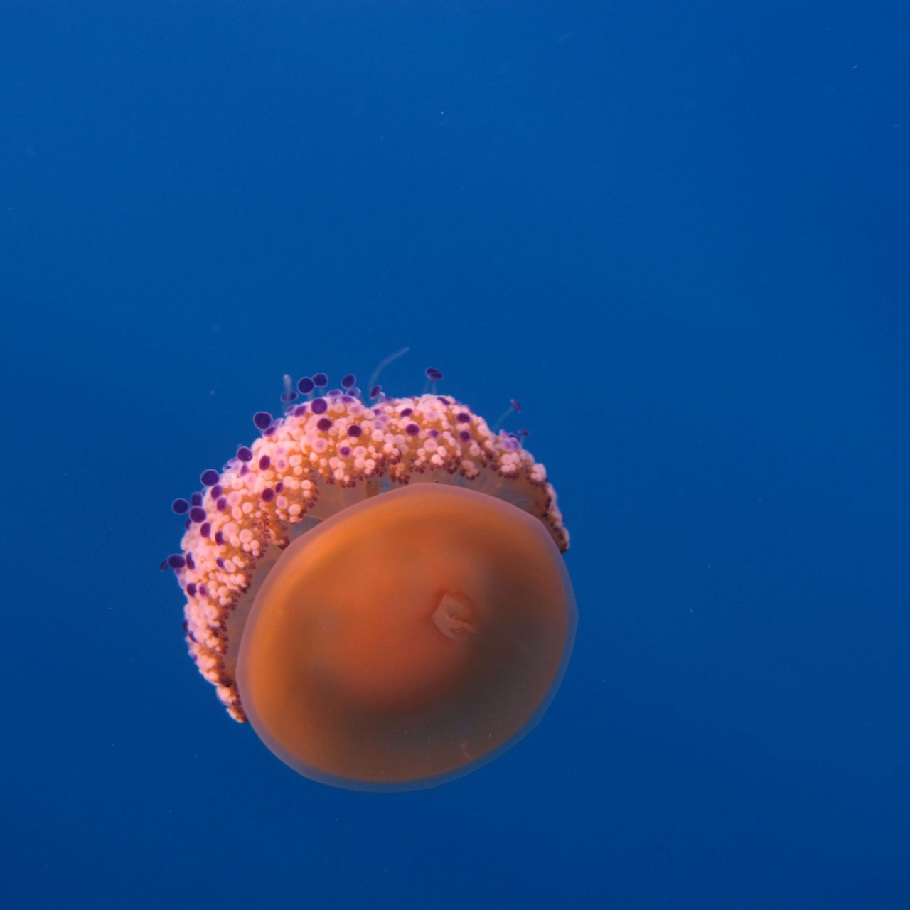 L'isola d'Elba e la bellezza dei fondali marini