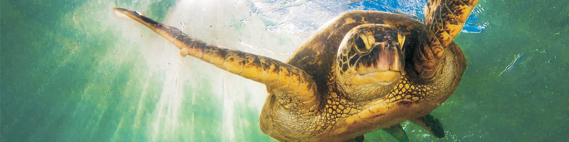 Tartaruga caretta-caretta