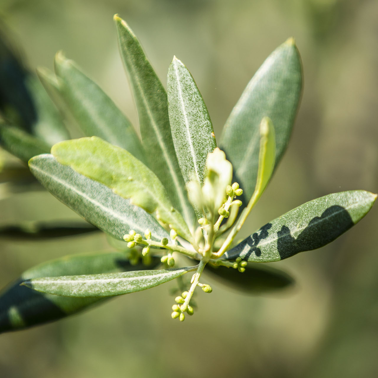 Tradizioni e natura