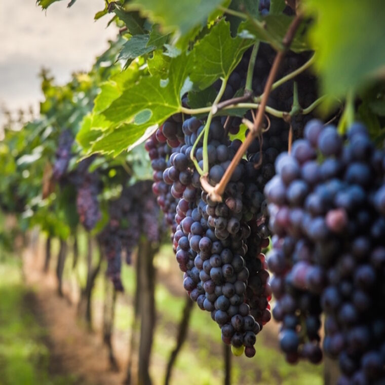 Dove vivere esperienze enogastronomiche all'isola d'Elba