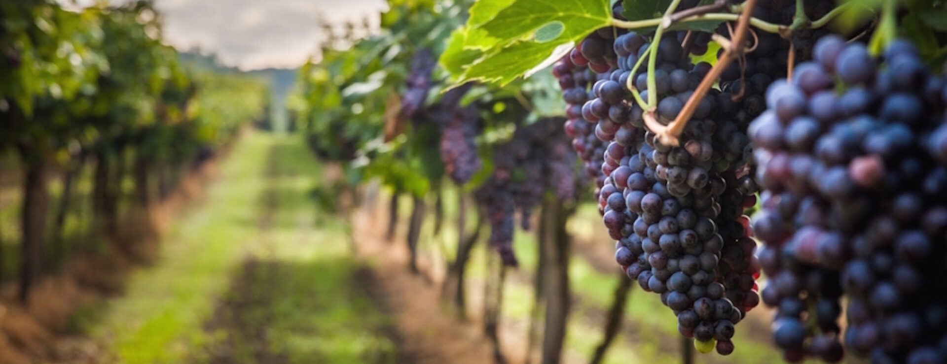 I vini dell'isola d'Elba