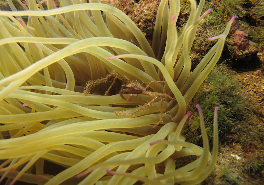 I fondali marini dell'isola d'Elba sono ricchi di posidonia