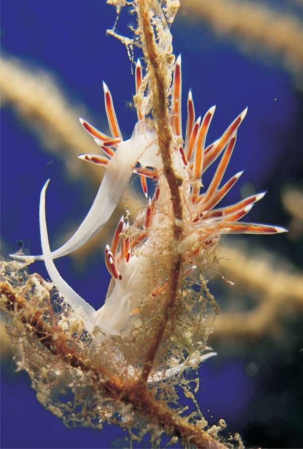 L'Isola d'Elba è un vero paradiso per la fauna marina