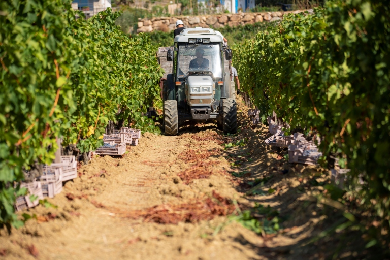 Le migliori aziende vitivinicole all'Isola d'Elba