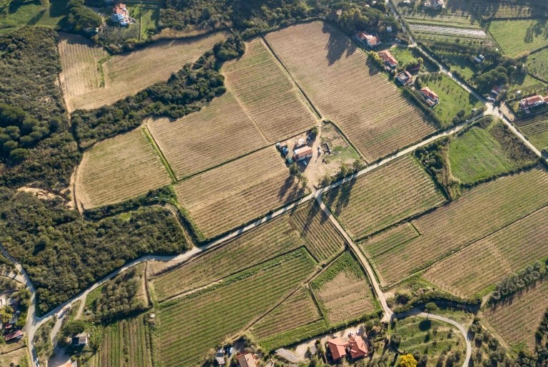 Le migliori aziende vitivinicole all'Isola d'Elba