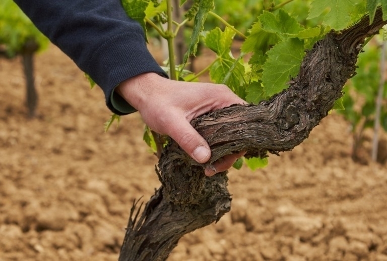 Le migliori aziende vitivinicole all'Isola d'Elba