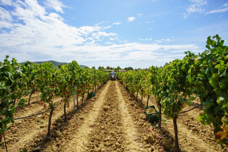 Le migliori aziende vitivinicole all'Isola d'Elba