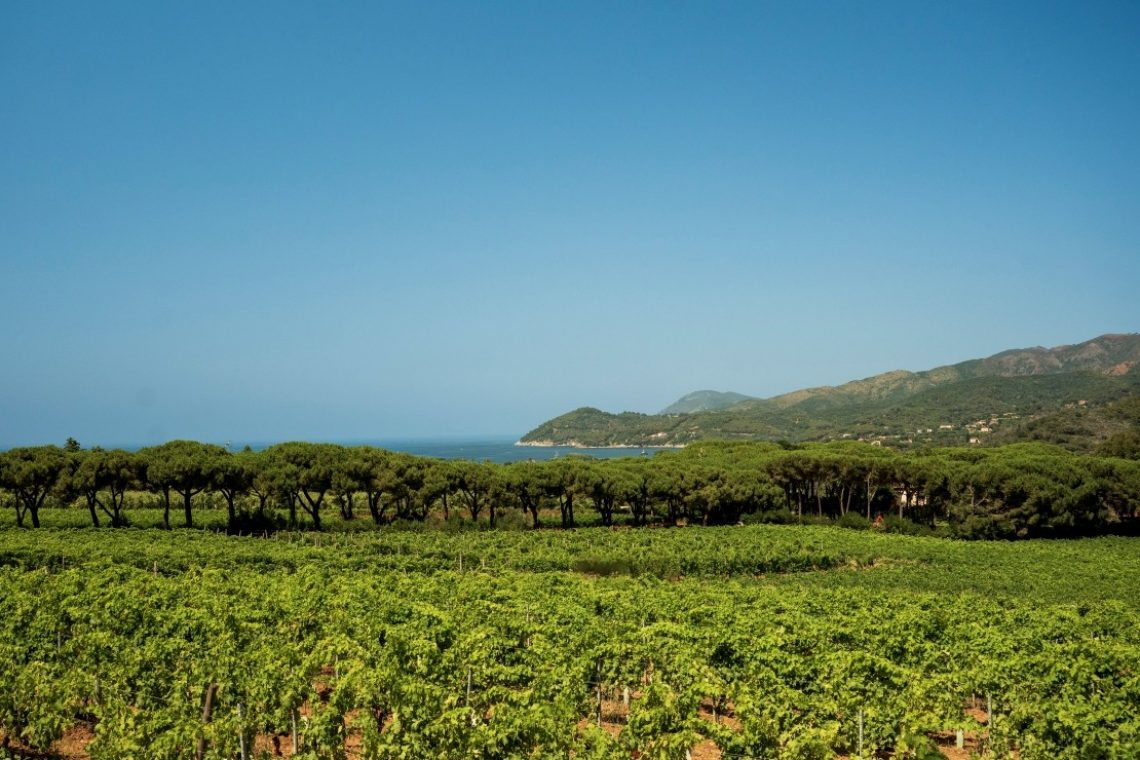 Le migliori aziende vinicole dell'Isola d'Elba dove fare degustazioni
